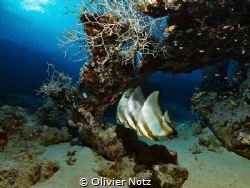 Batfishes at cleaning Station und a table coral by Olivier Notz 